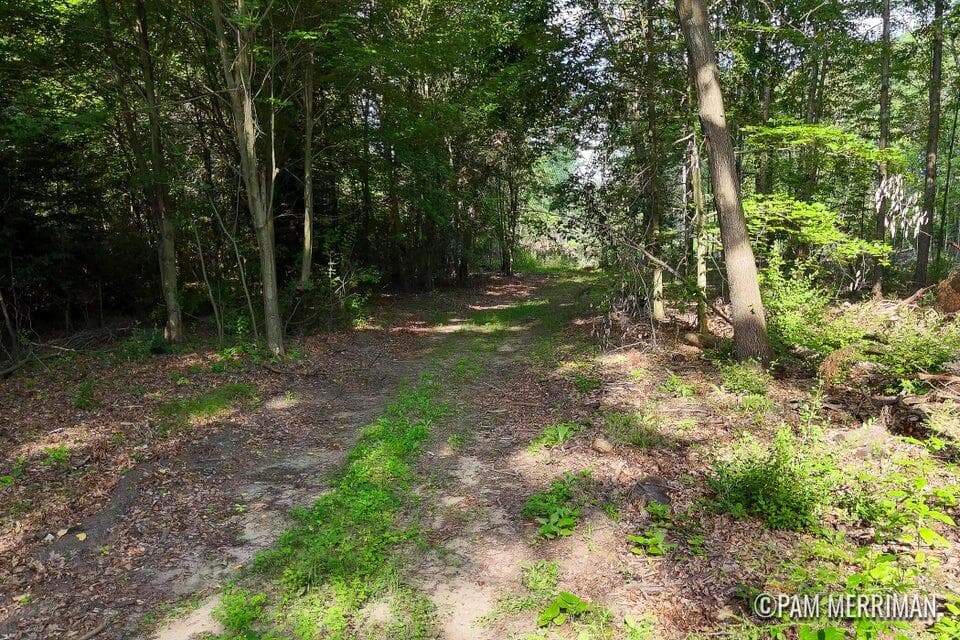 Parcel D Youngman Road, Trufant, MI 49347