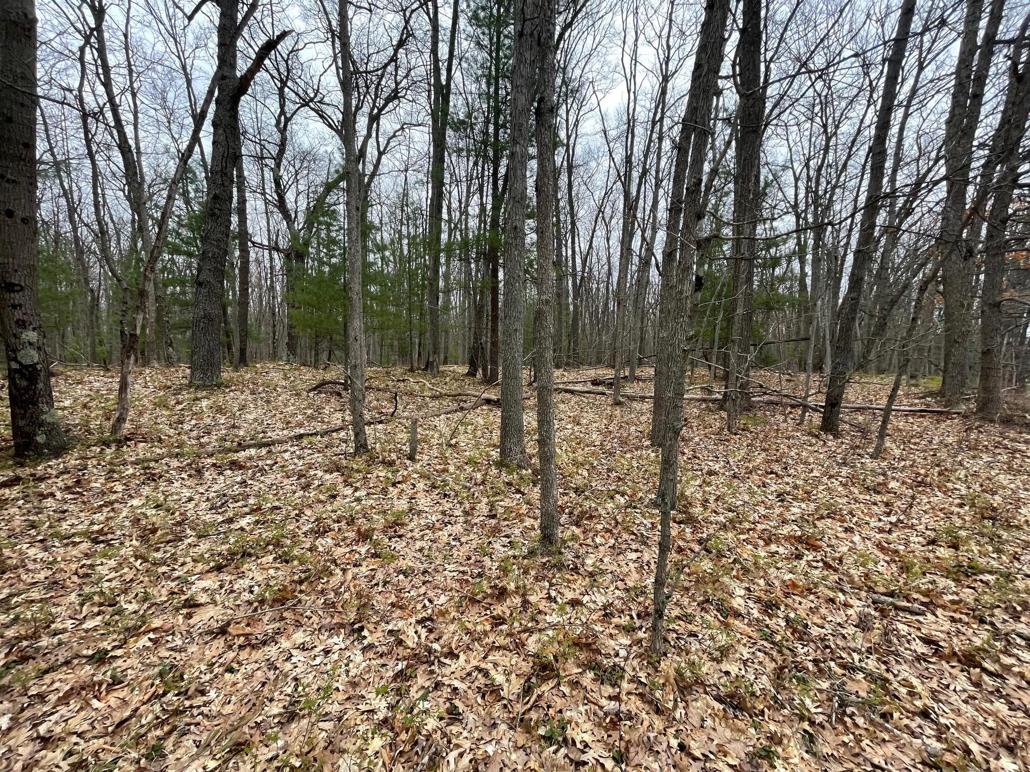 Parcel D Coates Hwy, Brethren, MI 49619