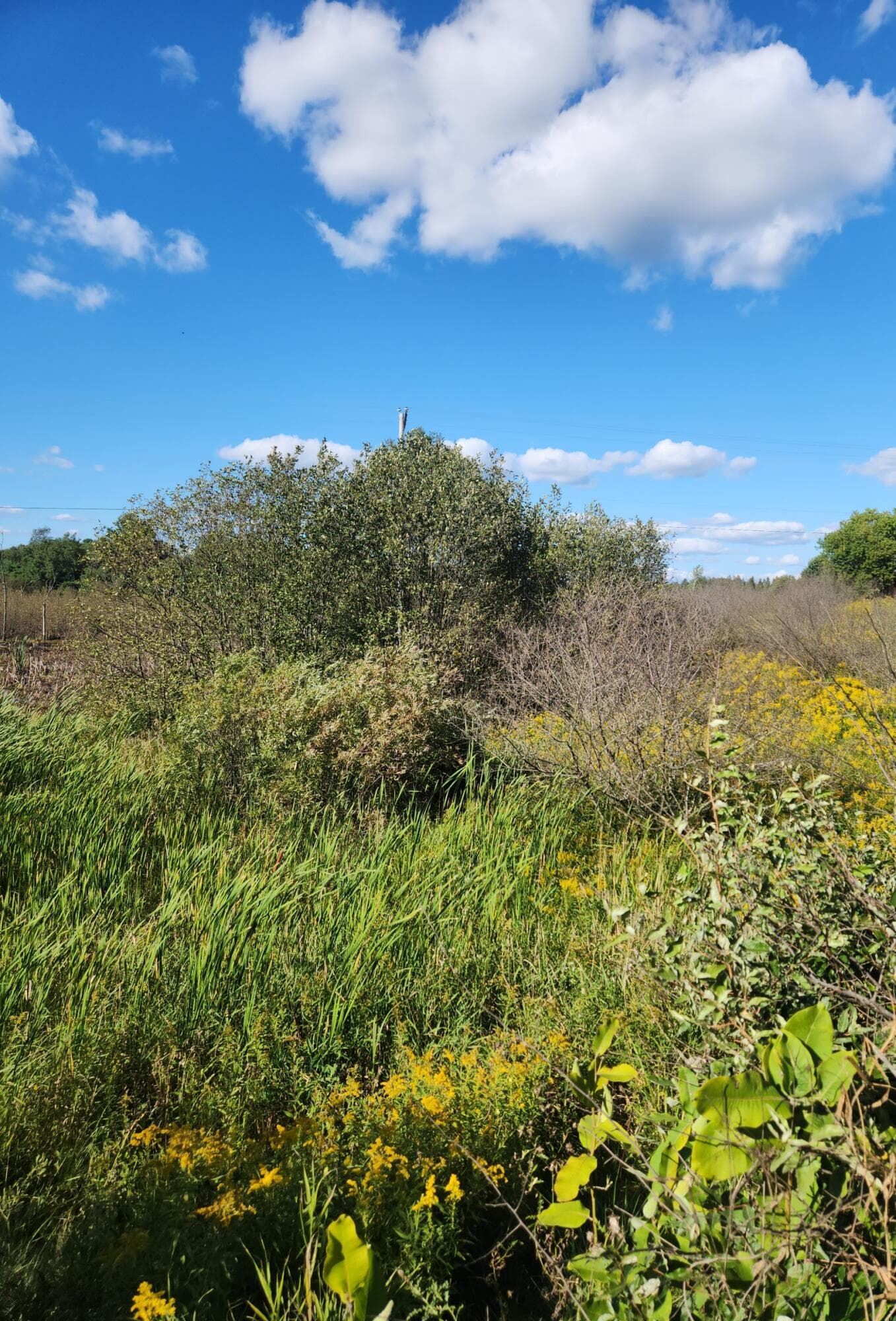 00 18 Mile Road, Leroy, MI 49655